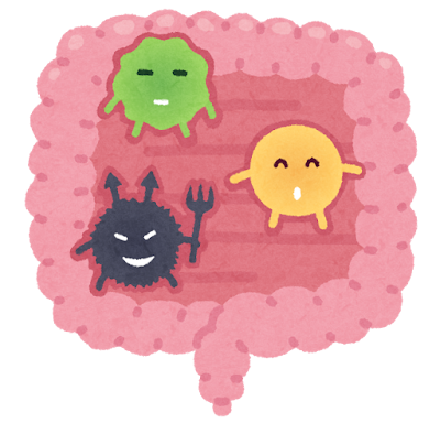 腸内細菌が腸に存在している様子